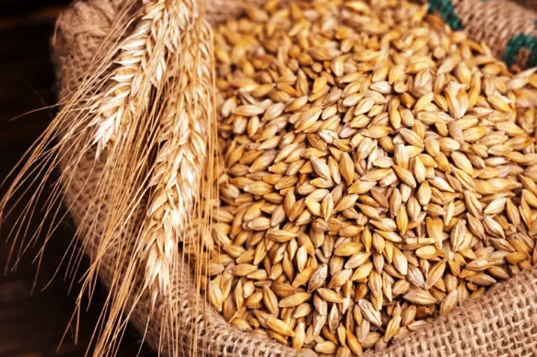 Barley