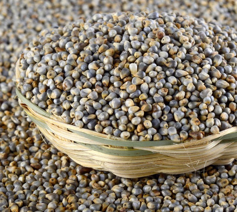 Bajra