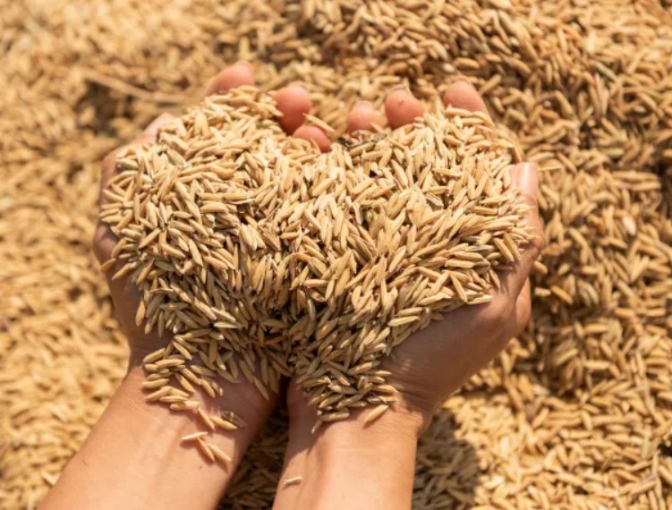 Barley
