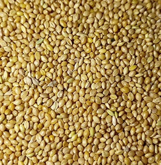 Kangni
