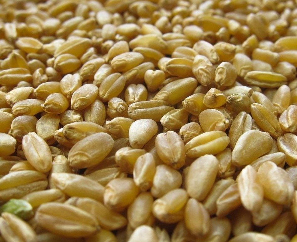 Durum Wheat