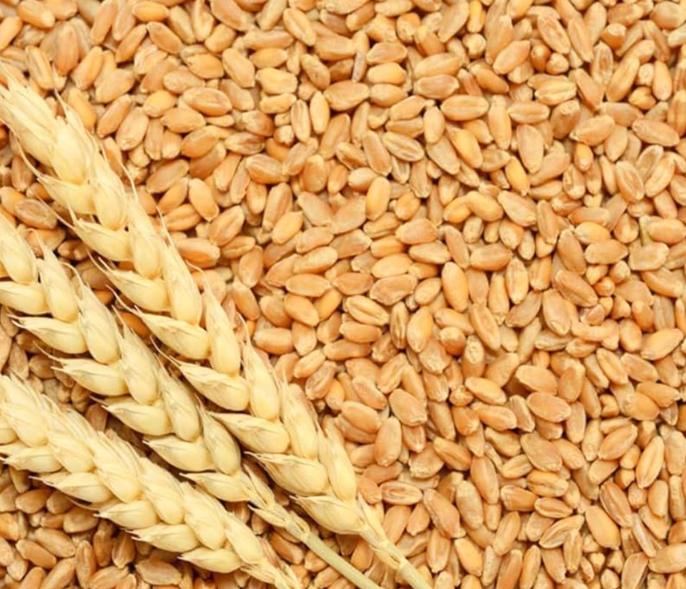Wheat